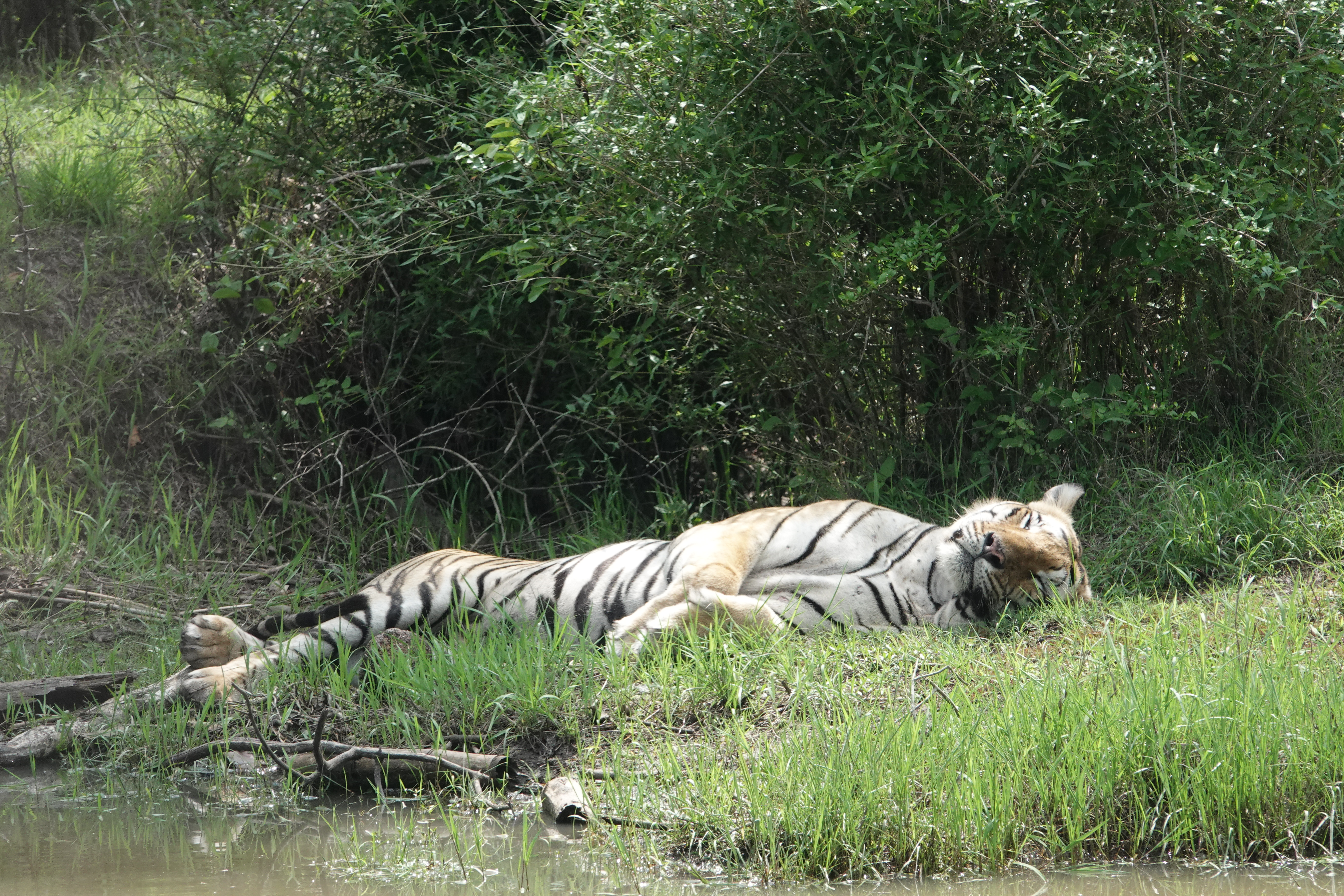 Bandipur Tiger